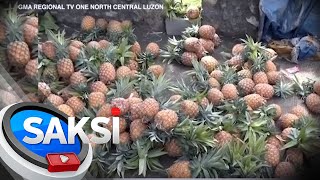 Mga magsasaka ng pinya, umaaray sa mababang presyo dahil sa maraming supply | Saksi