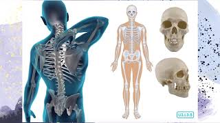 Unit 3 Lesson 3 The skeletal system all about bones Pt 1