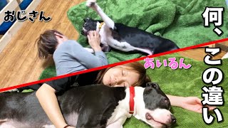 【グレートデン】優しい巨人は僕にだけ冷たい…