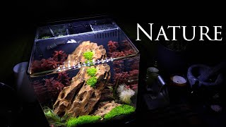 Nano Nature Aquarium | Atmospheric CO2