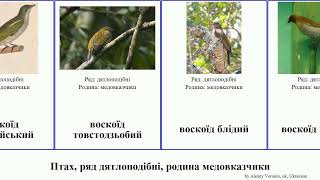 Птах, ряд дятлоподібні, родина медовказчики воскоїд bird ковтач світлочеревий Piciformes блідий