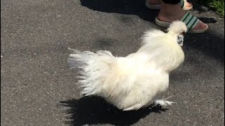 烏骨鶏弟が急いで姉を追いかける姿がかわいい Silky fowl chick runs after his wives in a hurry 2022/04/25