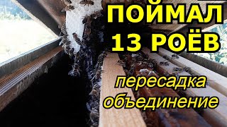 Поймал 13 роёв! Объединяю рои! Рой 11, 12, 13