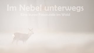 Im Nebel unterwegs - Eine kurze Fotorunde im Wald