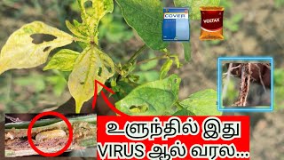 உளுந்து பயிரை தாக்கும் தண்டு துளைப்பான் | வேர் பூழுக்களை கட்டுப்படுத்த #cove #Regent #voltax