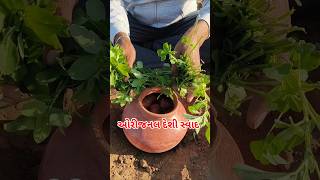 ઓરીજનલ દેશી સ્વાદ #new #farming #khedut #food #food #deshi #rasoi