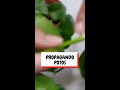 propaga tu pothos o teléfono