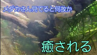 メダカ池、観察してない時にメダカさん何してるのかこっそり水中撮影してみました。ひたすら水中映像です。(メダカ)(メダカ池)