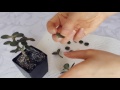 propagating crosby s compact how to grow jade plant from leaf and stem cuttings 03.01.2017