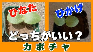 【自然農 かぼちゃ】カボチャの栽培方法を比較検証【家庭菜園】