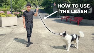 How to PROPERLY use a LEASH