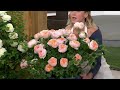 Roberta's 1-Piece Proven Winners Reminiscent Rose on QVC