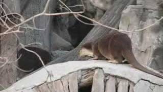 Two Otters in Beijign Zoo 北京动物园的两只水獭