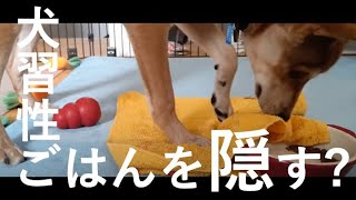 犬の習性です 〜ご飯隠す犬〜 #中型犬 #雑種犬