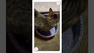 ダイソーの毛糸で4つ目のネコベッド編みました🐱#cat #ネコベッド#short