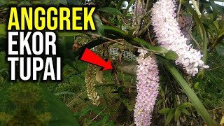 Tips Anggrek Ekor Tupai Pemberian Insektisida #anggrek