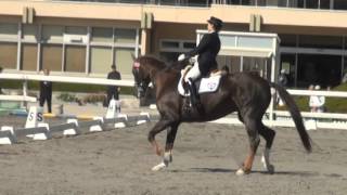 BUMシャキーラ　セントジョージ賞典　東京馬術大会　2015-10-25