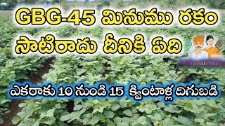 GBG 45 మినుము సాగు ఎకరాకు 10 నుండి 15 క్వింటాళ్ల దిగుబడి GBG45 farming  Raithannaki thoduga