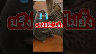 ไหนว่าแค่หยอก#funny  #cat