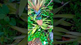 அன்னாசி பழம்||வீட்டுத் தோட்டத்தில் அன்னாசி பழம் அறுவடை 🍍||Pineapple harvest in my home garden 🏡