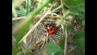 A Ladybug's Lunch Time　テントウムシのお食事