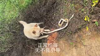 #中华田园犬 #土猎狗 皮带来咬，狗水价处理