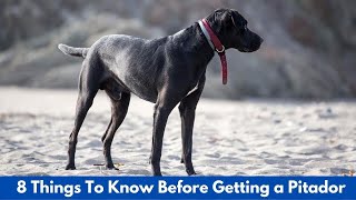 8 Things To Know Before Getting a Pitador