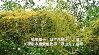 20210508 植物殺手日本菟絲子入侵 碧潭移除25公噸枝葉