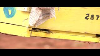 ELEPHANTS BEES PROJECT