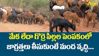 Sheep and Goat Farming Guide for Beginners | మేక లేదా గొర్రె పిల్లల పెంపకంలో జాగ్రత్తలు..  Tone Agri