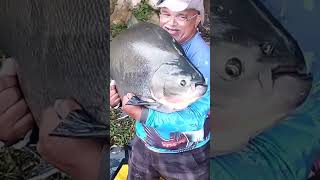 tambaqui de 30 kilos