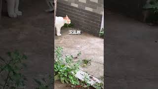 小奶猫乱跑迷路被妈妈臭骂，还附带了一个大鼻兜