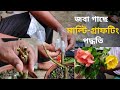 জবা গাছে মাল্টি-গ্রাফটিং পদ্ধতি how to get hibiscus plant multiple grafting