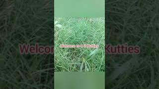 Karuka- Bermuda grass | dasapushpam | Cynodon dactylon | medicinal value | കറുക - ഔഷധഗുണങ്ങൾ #shorts