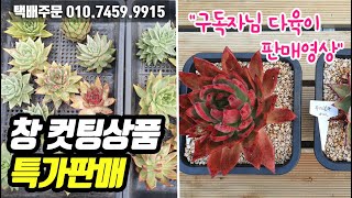 문의010-7459-9915  테이블 리모델링 후 이벤트 창 컷팅 상품 특가판매 구독자님들 다육이 판매영상  たにくしょくぶつ succulent 多肉植物