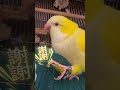 鸚鵡吃媽媽做的果乾，主動說~謝謝~任信好有禮貌喔~~ beautifulbirds parrottalking funny parrot sweet cutebirds