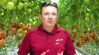 Introducing OntarioRed™ Tomatoes from NatureFresh™ Farms