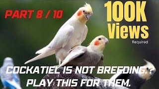 cockatiel mating call 1 hour