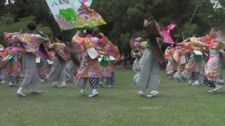 春日大社会場（浅茅ヶ原）　奈良市役所チーム八重櫻（2回目）