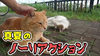 アピールする猫VSノーリアクション茶トラ猫  #猫動画 #地域猫 #クレタか