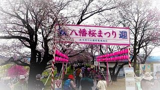 淀川河川公園背割堤 八幡桜まつり2017