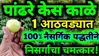 पांढरे केस 1 आठवड्यात 100% नैसर्गिक पद्धतीने काळे करणारा आयुर्वेदिक उपाय! नक्की करून पहा. निसर्गाचा