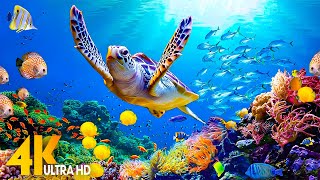 [NEW] 4HRS Stunning 4K Underwater Wonders - Relaxing Music | Coral Reefs, Fish & Colorful Sea Life