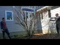 hydrangea pruning time lapse green artisan landscape design