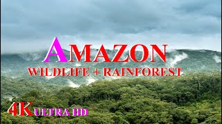 Amazon 4k Video - The World’s Largest Tropical Rainforest Scenic Wildlife Film with Calming Music