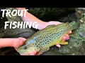 Fly Fishing the BEST TROUT STREAM In NC! (Insane)