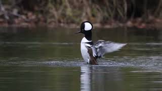 Harle couronné - Hooded Merganser