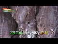 7번국도 로드 7 강릉의 소나무 수난사 mbc강원영동 201219 방송