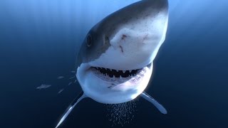 Great White Sharks 360 Video 4K!! - Close encounter on Amazing Virtual Dive