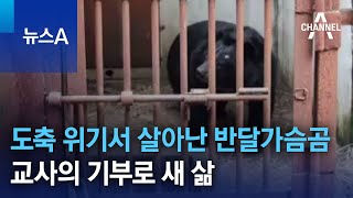 도축 위기에서 살아난 반달가슴곰…교사의 기부로 새 삶 | 뉴스A